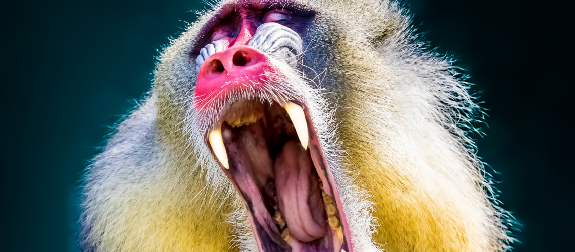 le-persone-urlano-come-le-scimmie.png